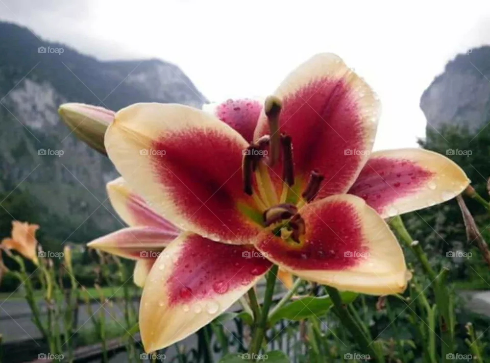 flower