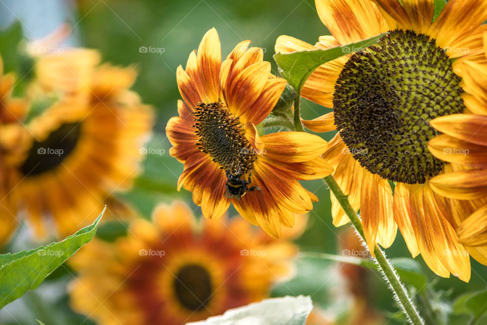 sunflowers bees and bumblebees