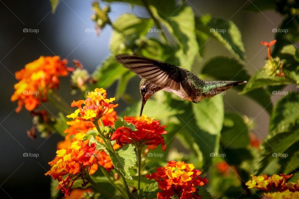 Hummingbird over orange flower