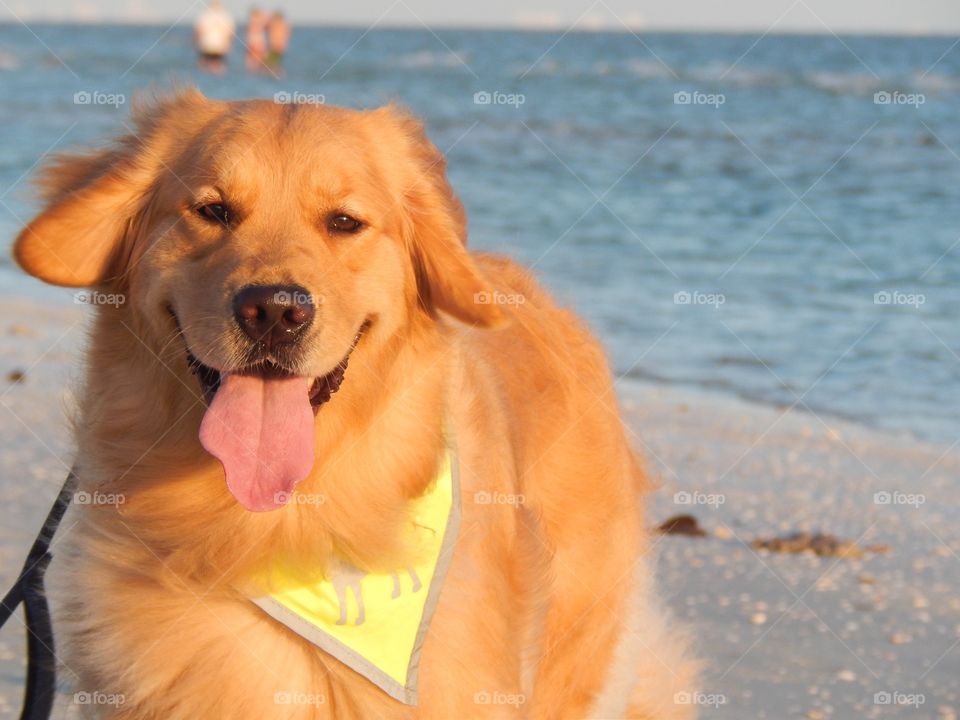 Happy beach dog
