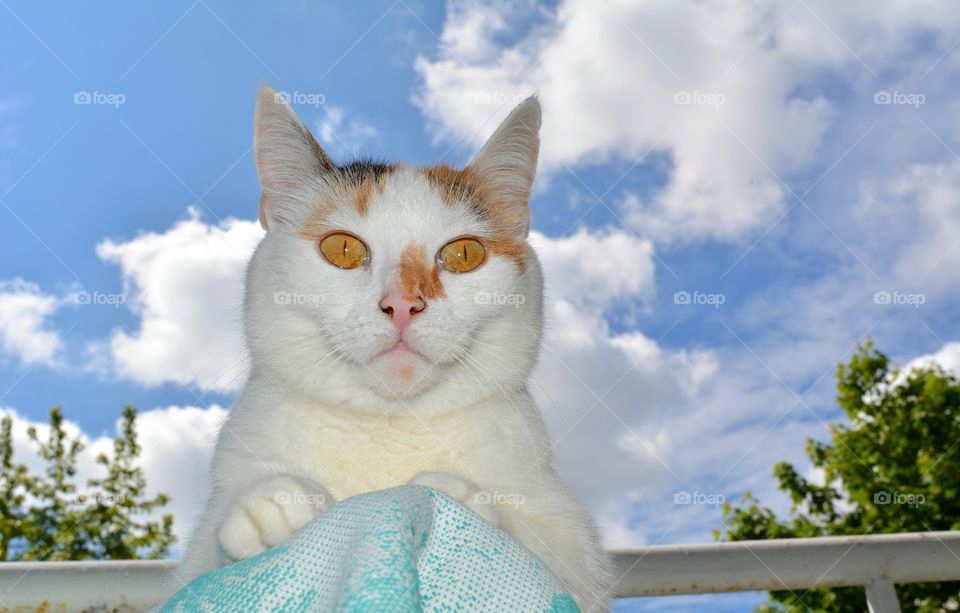 cat relaxing blue sky