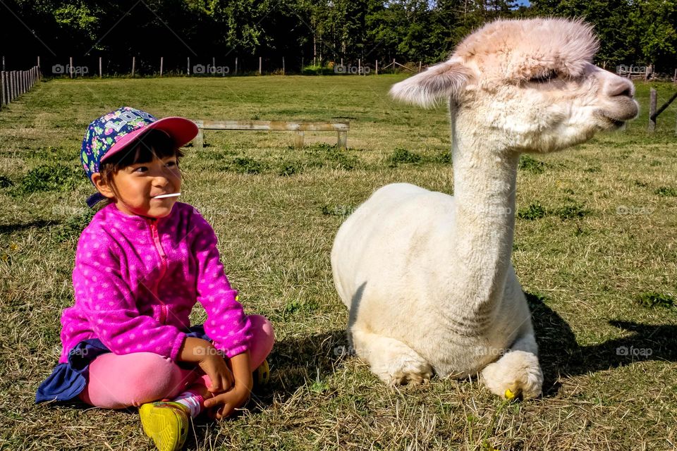 Cute girl and a white llama