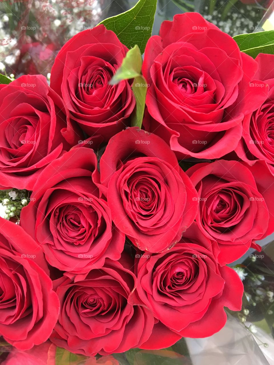 Red Roses 