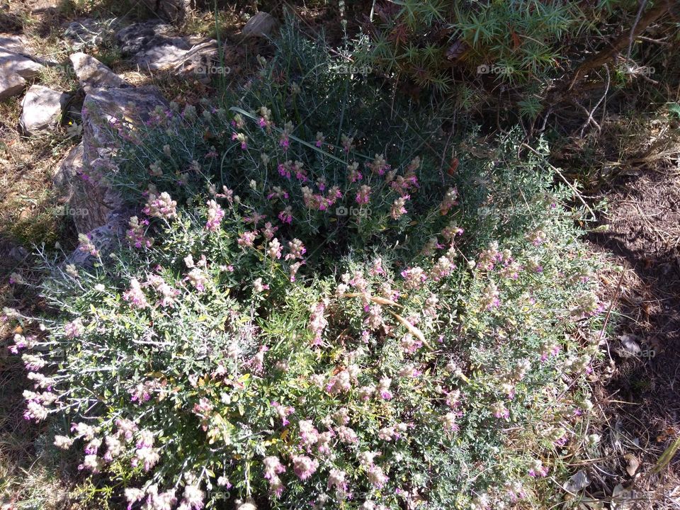 Battle: Countryside vs City