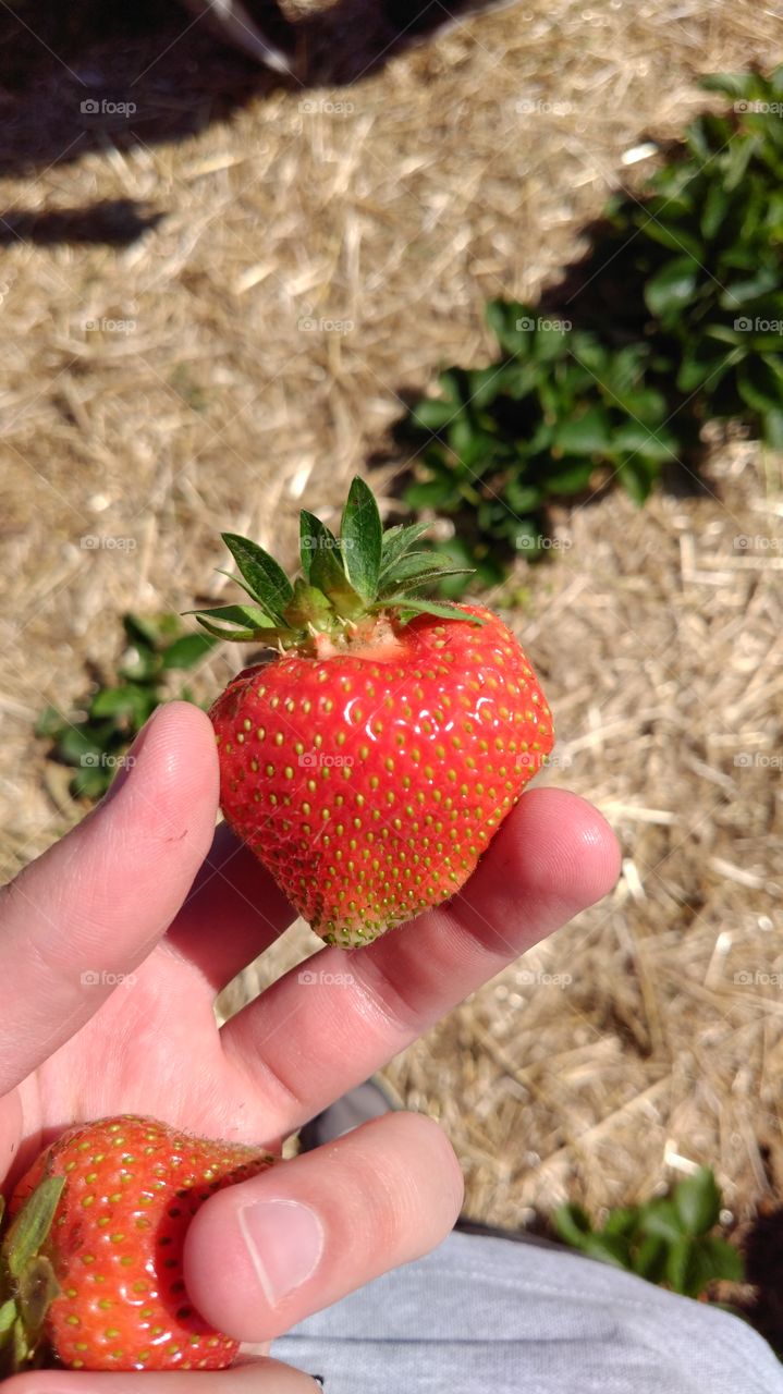 Delicious strawberrys on the field.