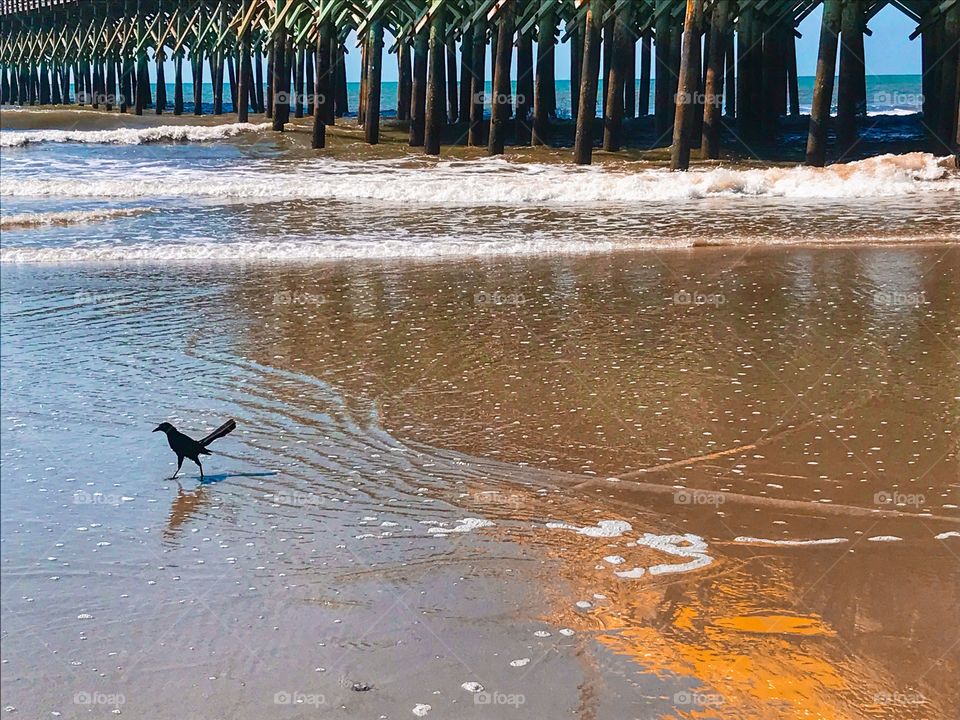 Black Bird feeding around pier