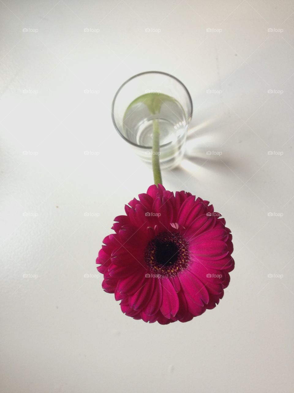 Pink flower taken from above on white table 