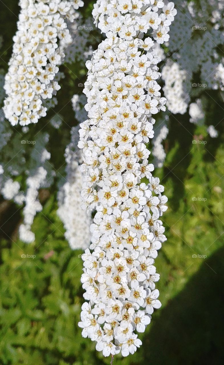 blühten. Blüten weiß frühling