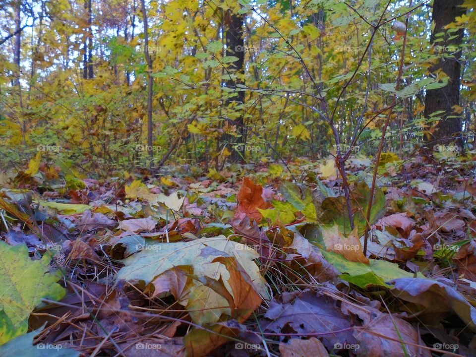 in the autumn forest