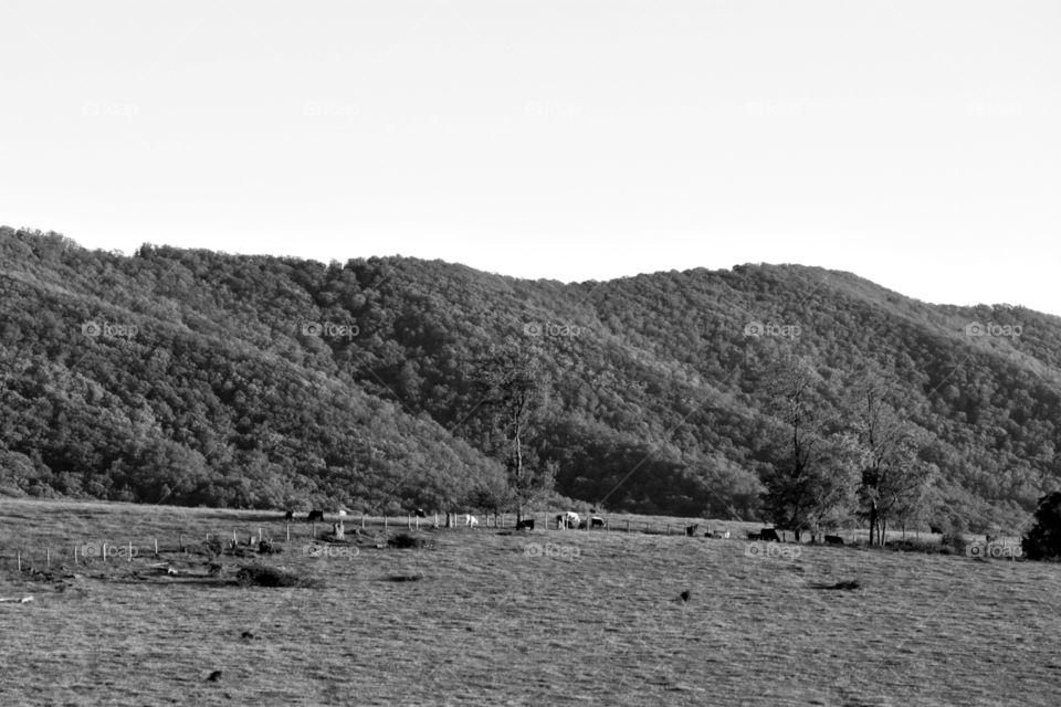 Black & White Mountain with Cattle Grazing