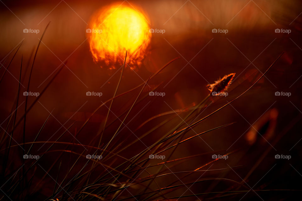 Sun reflection in lake water during sunser, close up of grass