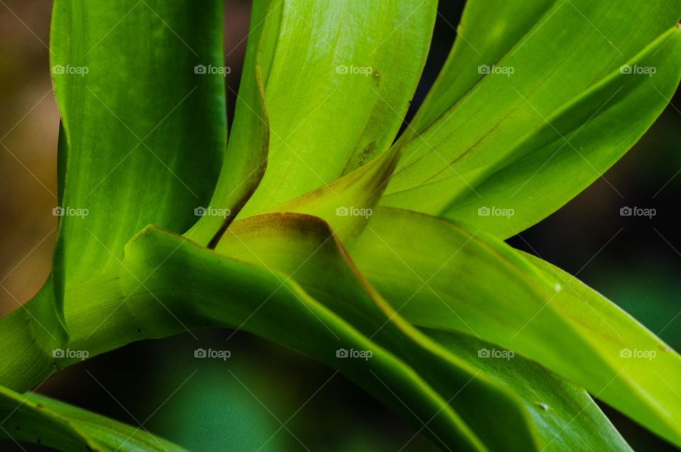 orchid leaves