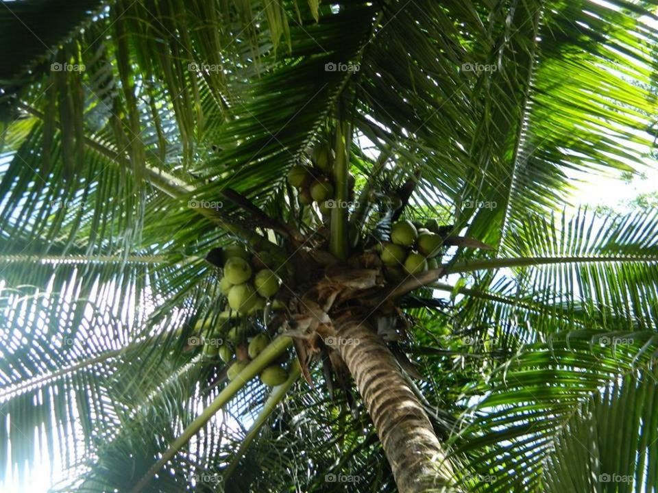 Coconut Tree