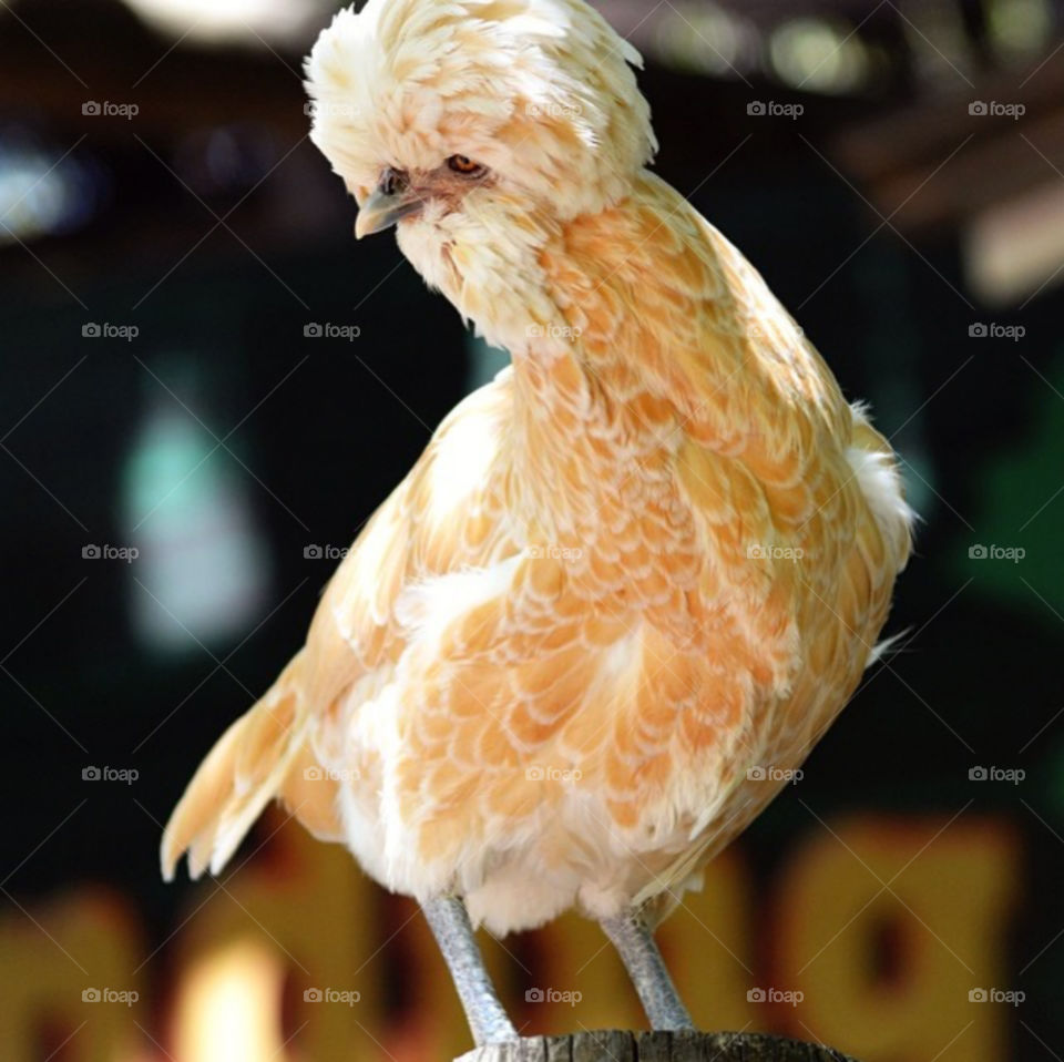 Regally posed chicken with stunning feathers.
