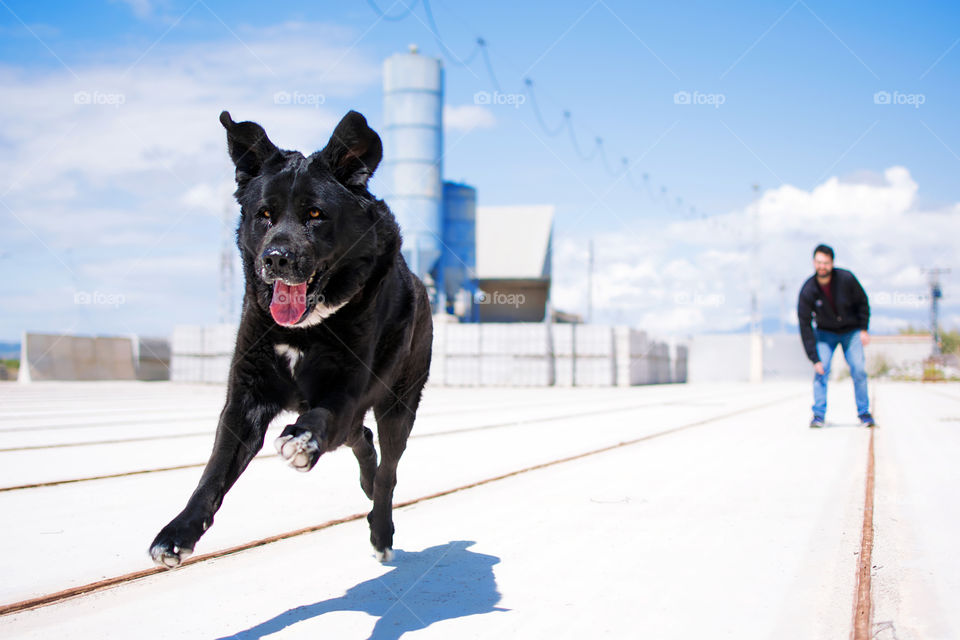 Big-sized dog chasing fresbee in a fast race