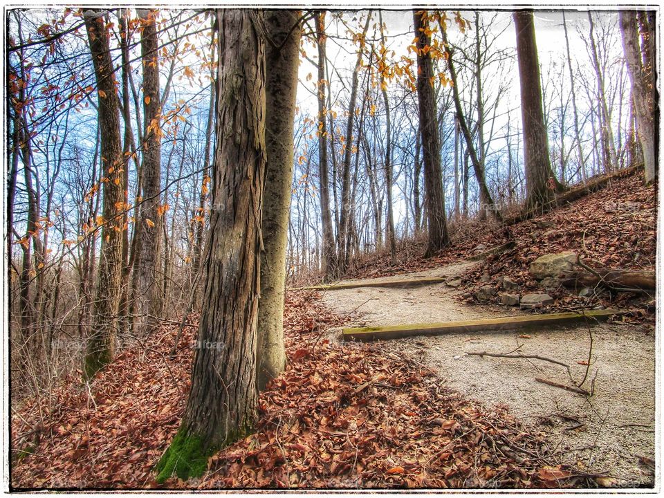 Wood, Tree, Fall, Nature, Leaf