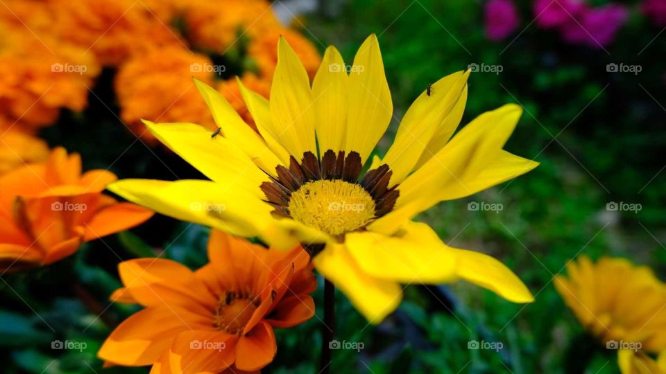 yellow flower