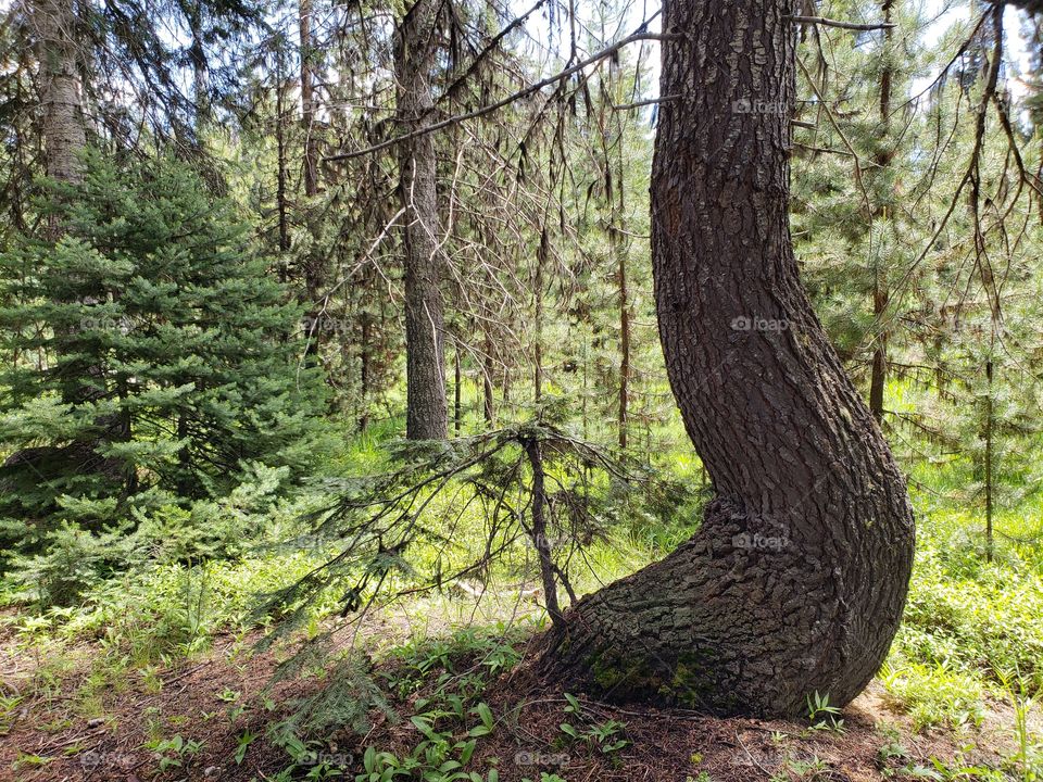 An oddly shaped large tree churned near the ground in the on the forest floor on a sunny summer day in Central Oregon.