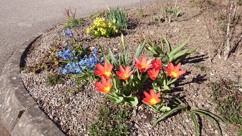 Spring flowers in the garden 