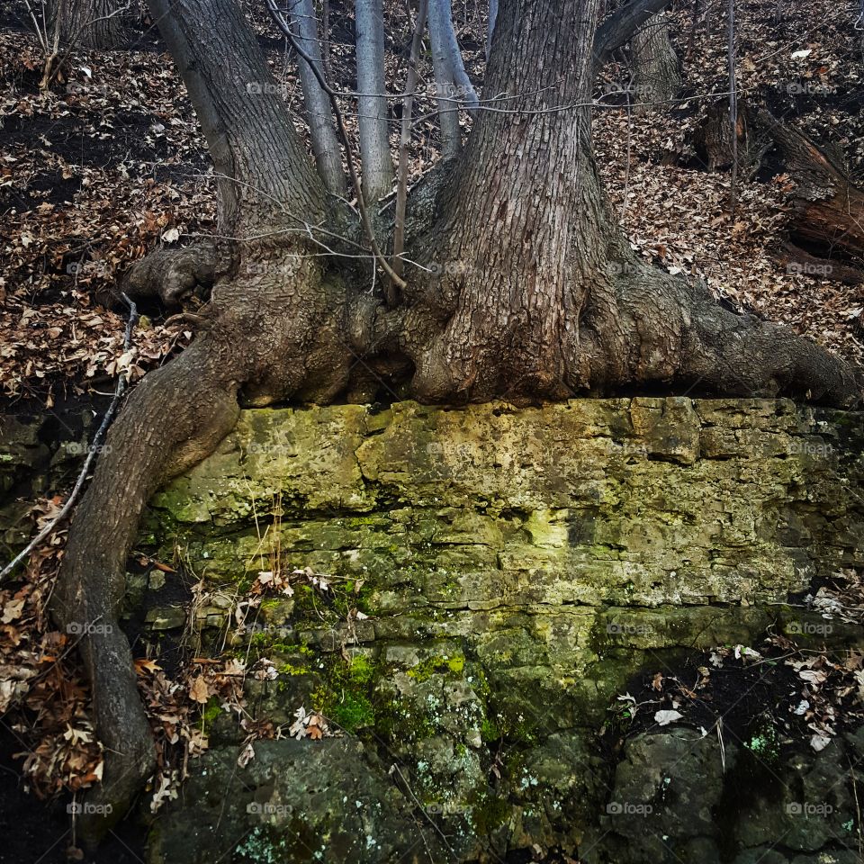 Tree, Wood, Nature, No Person, Trunk