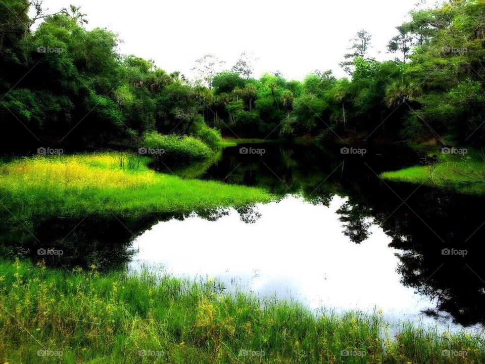 Florida meadow