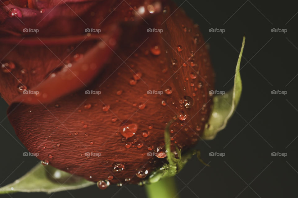 Side view of Rose with water drops