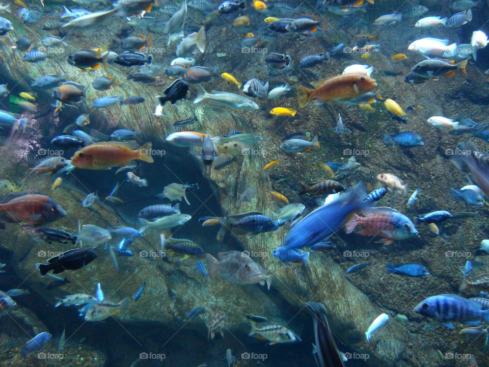 A cluster of fish in the aquarium