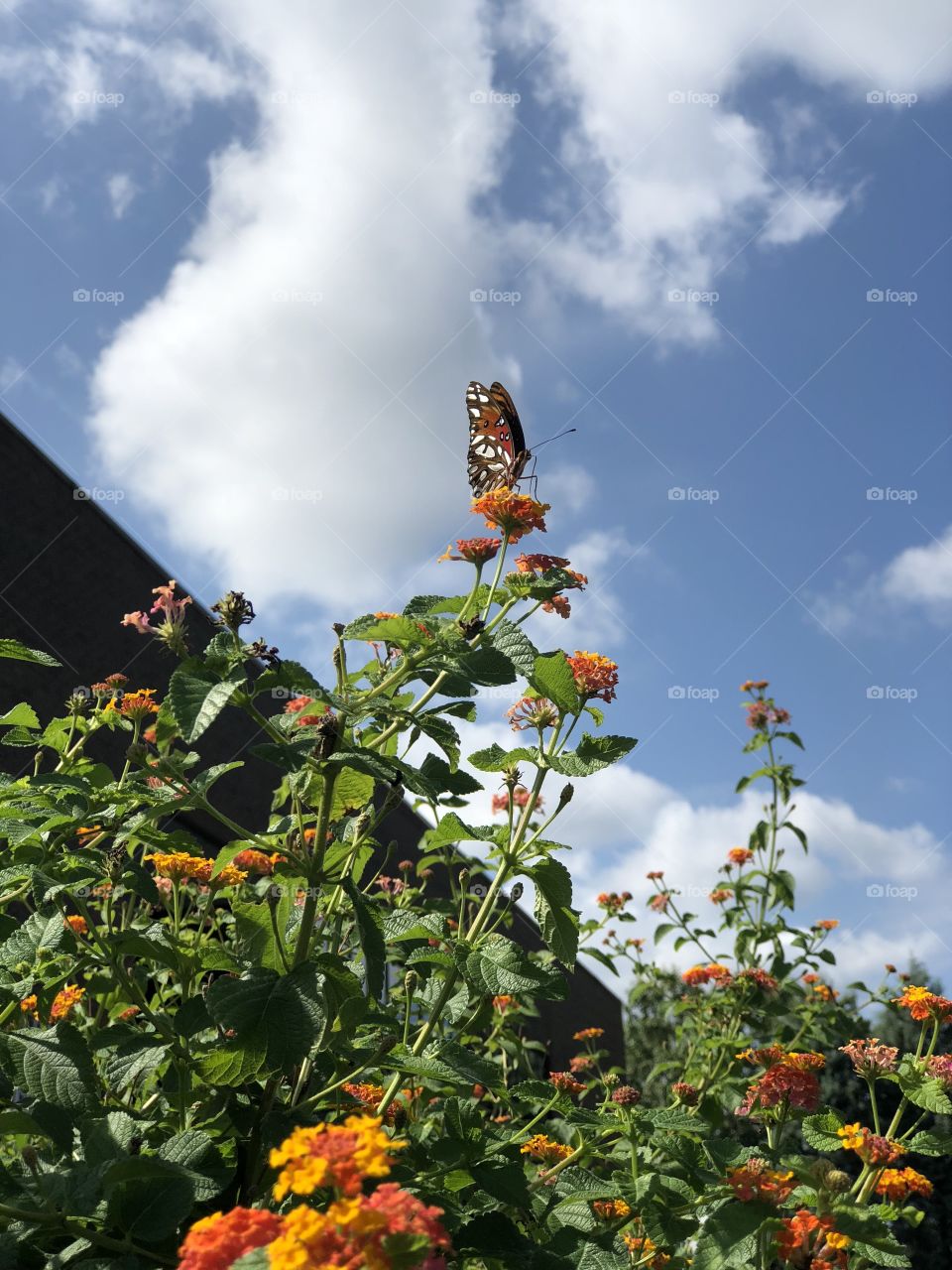 Butterfly on an orange flower 