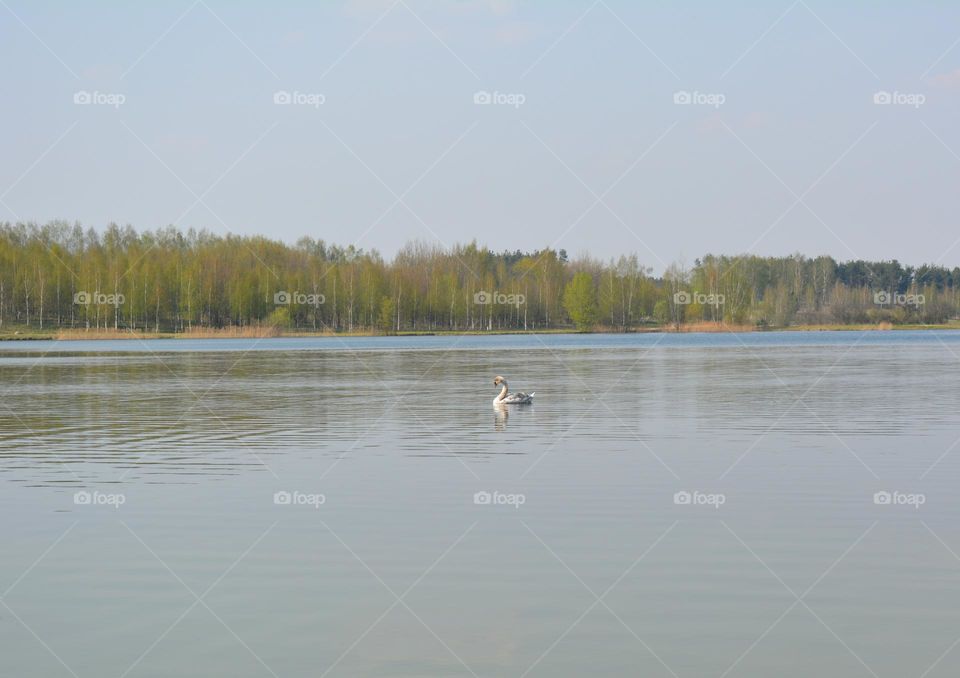 swan on a lake spring nature landscape