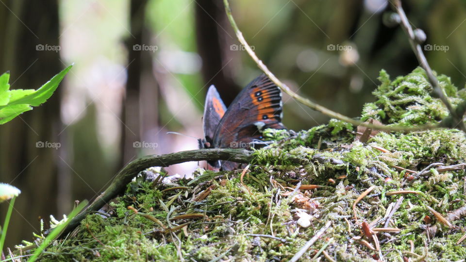 brown butterfly in forest