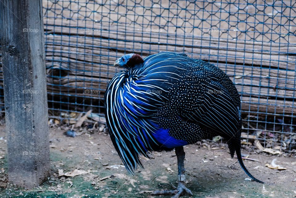 African Vulturine Guinea Fowl