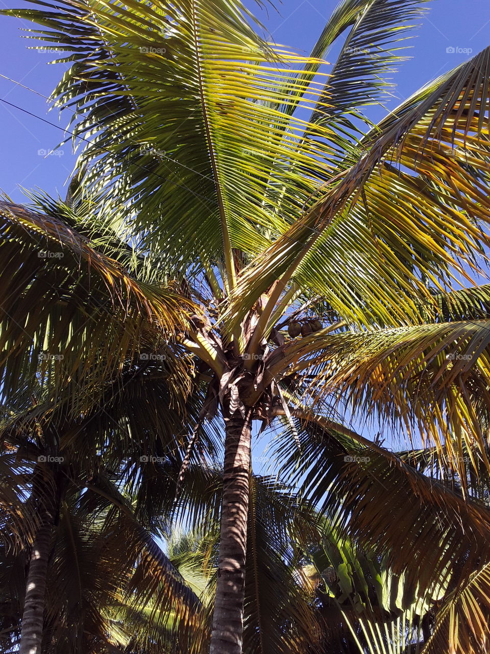 sky and palm tree bright colors of the tropics