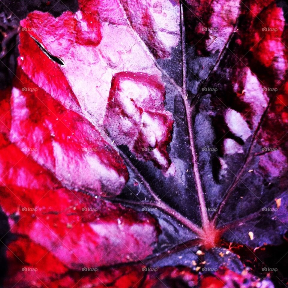 Red Begonia 