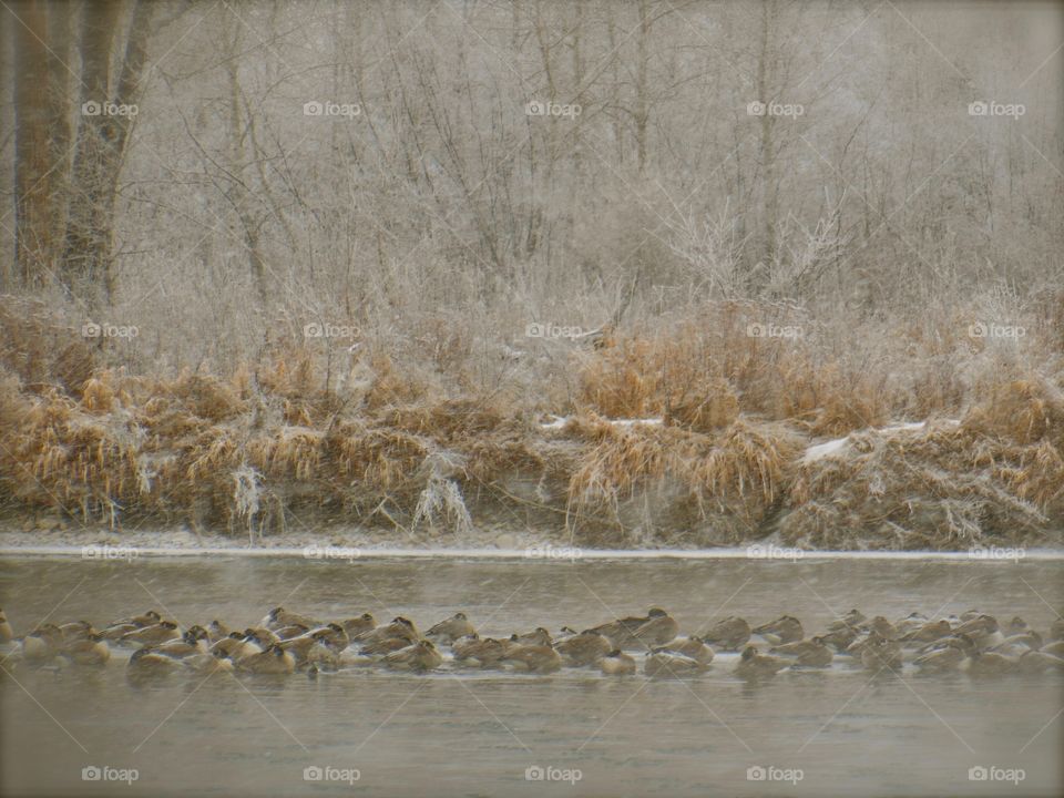 Canadian geese trying to stay warm on a cold blustery day on the river 