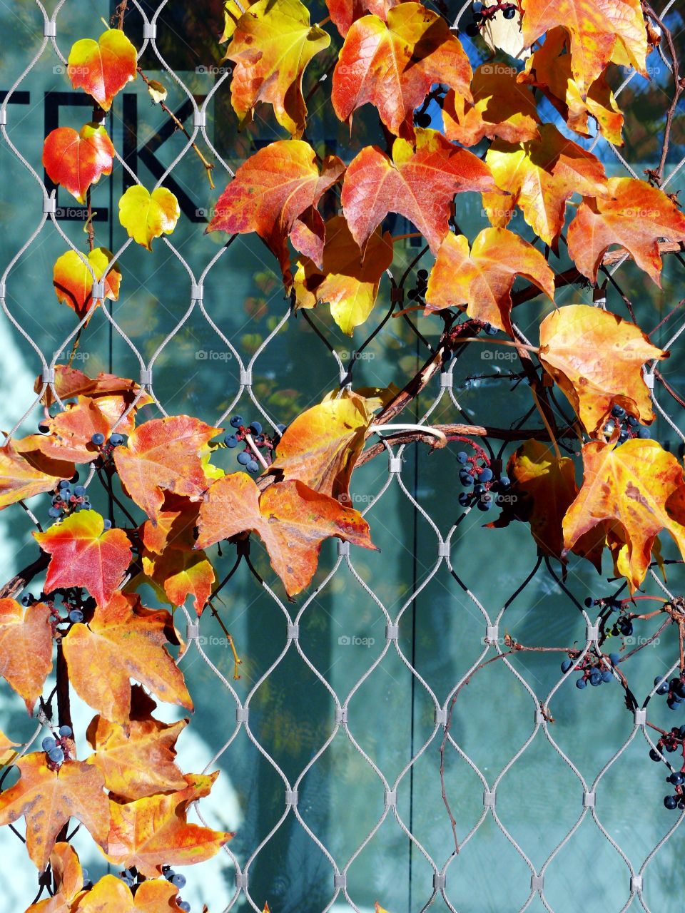 Autumn leaves wrapped around a wire fence.