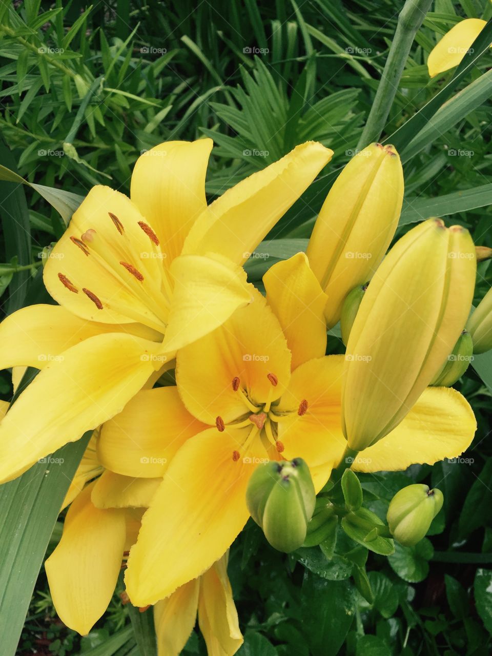 Beautiful bright yellow lilies with blooms and buds  and green leaves in my garden.