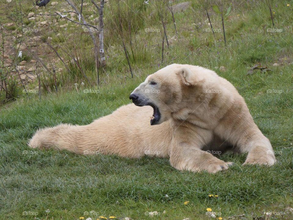A close up of a polar bear 