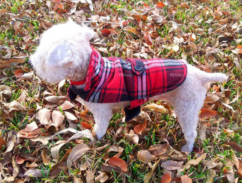 Puppy in the Autumn Leaves