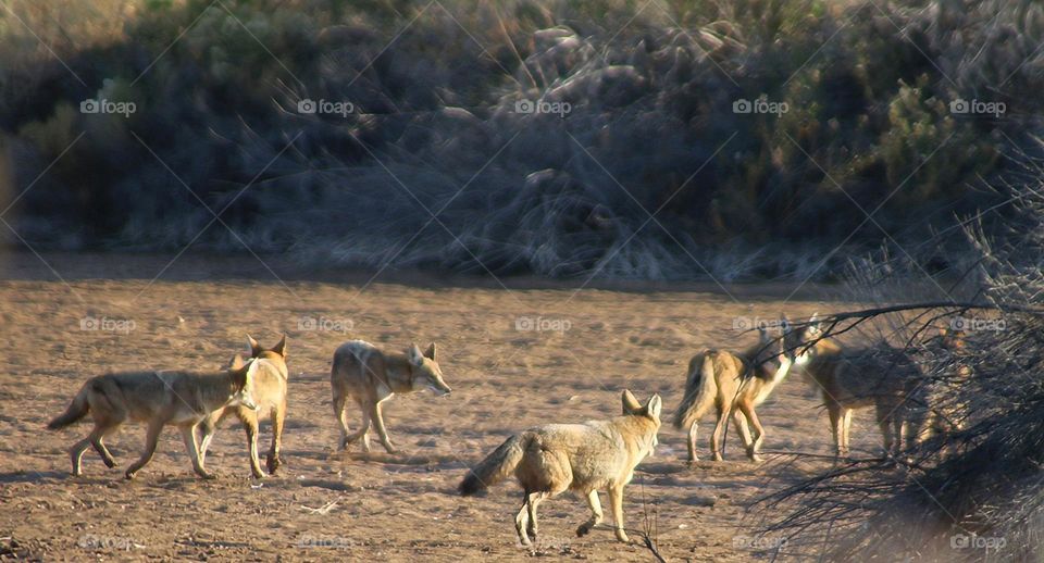 Coyote Pack of Seven in Arizona