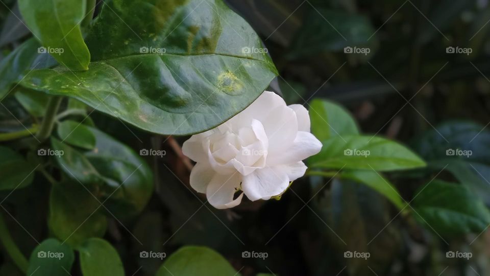 The beautiful Jasmine flower