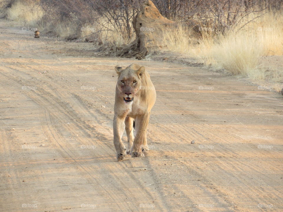 Lioness headed to water hole