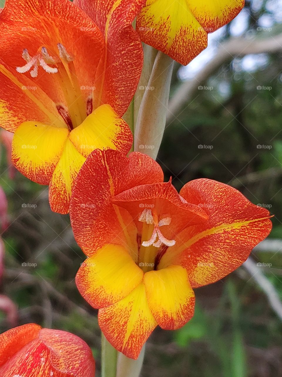 orange and yellow