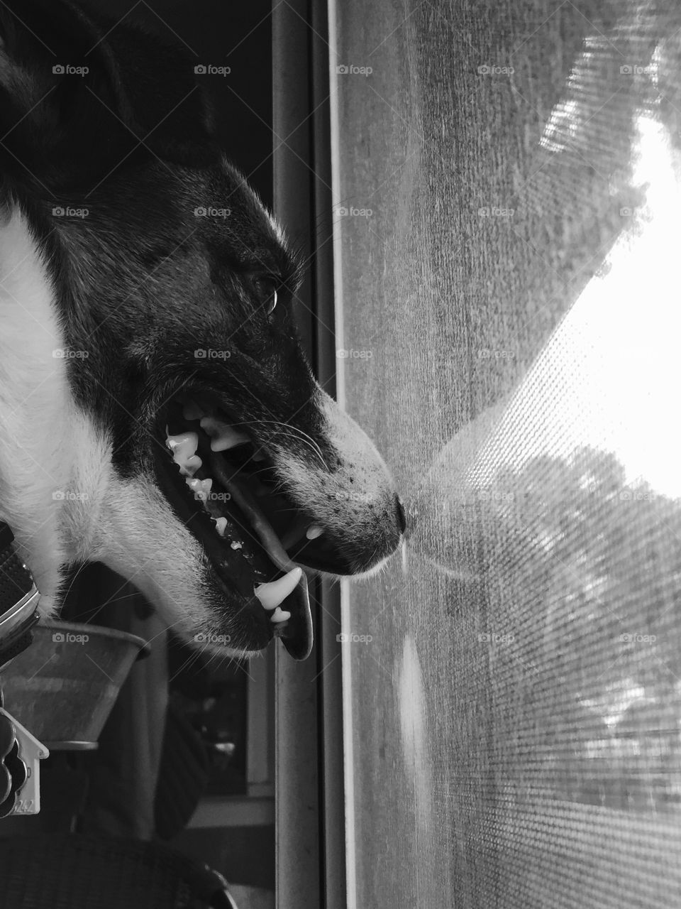 Watching the squirrels