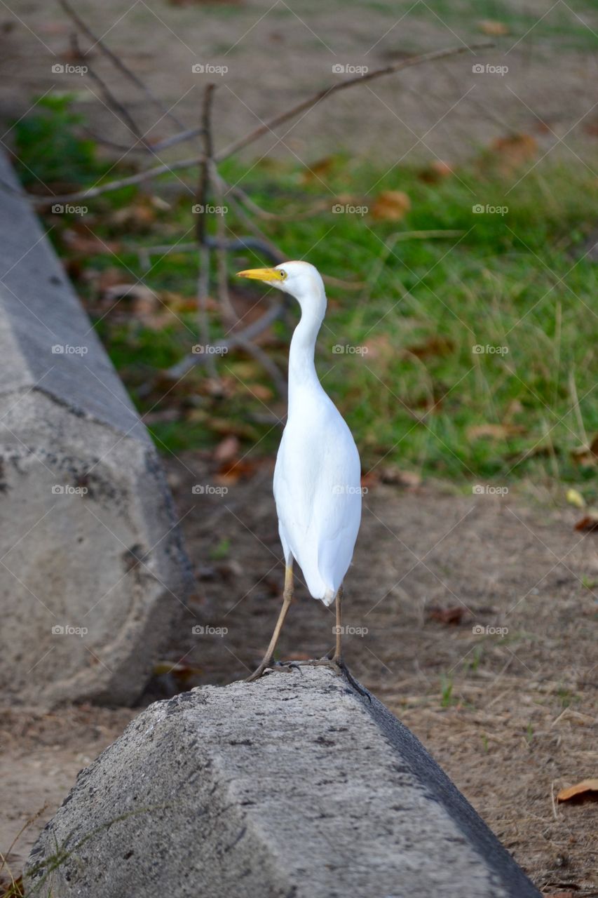 Bird On A Curb