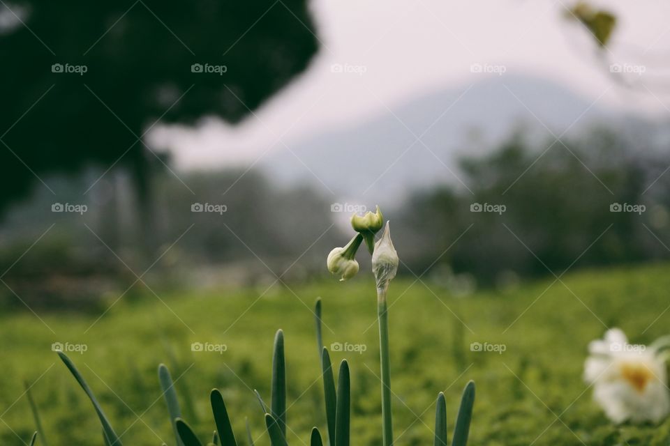 First flowers