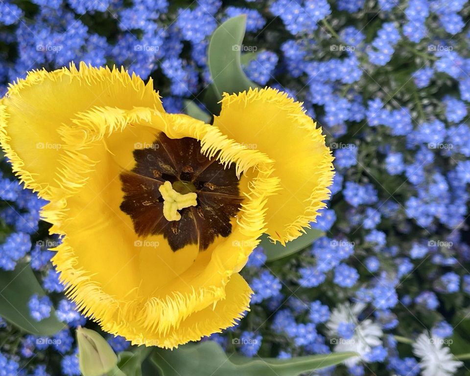 cup of yellow tulip opened on a background of blue flowers, spring garden