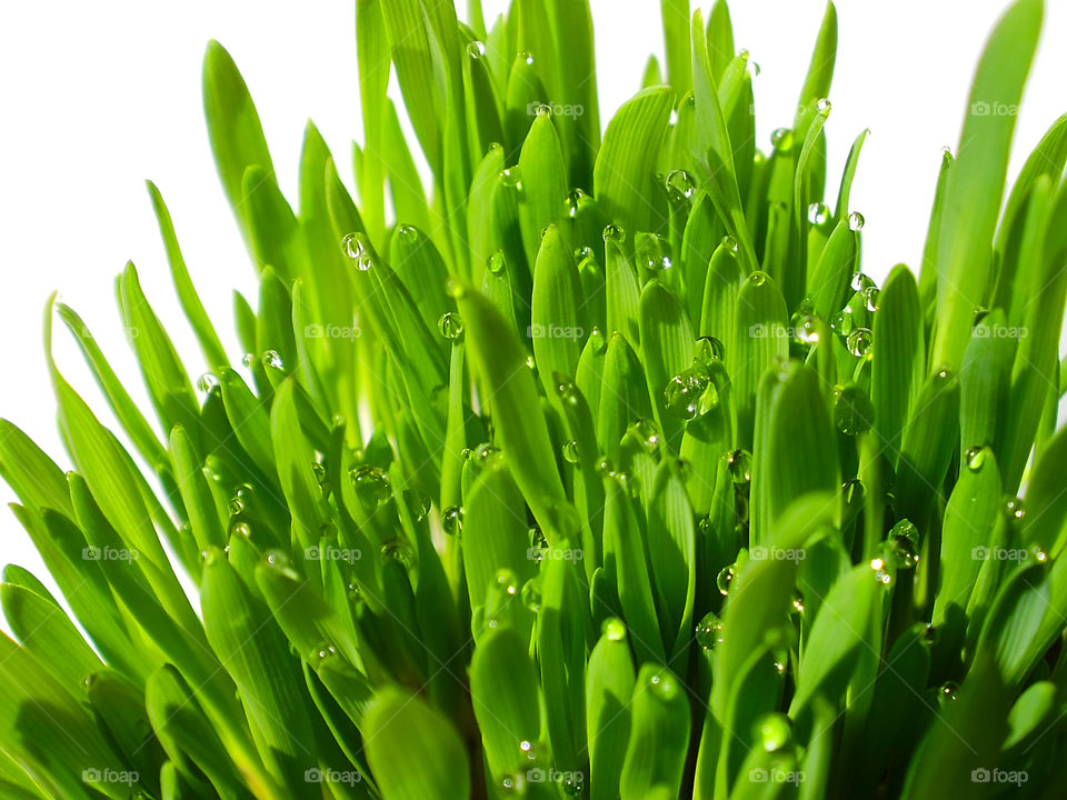 Green grass with dew 