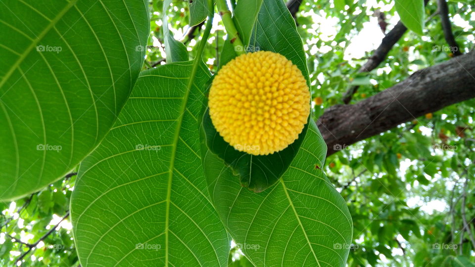 Close-up of yellow fruit