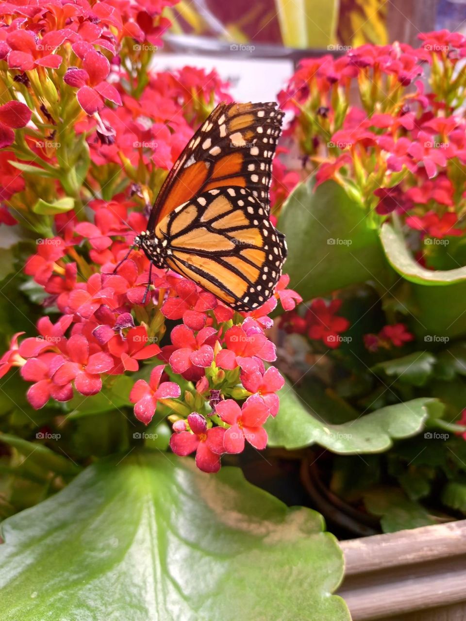 Monarch Butterfly on a Flower