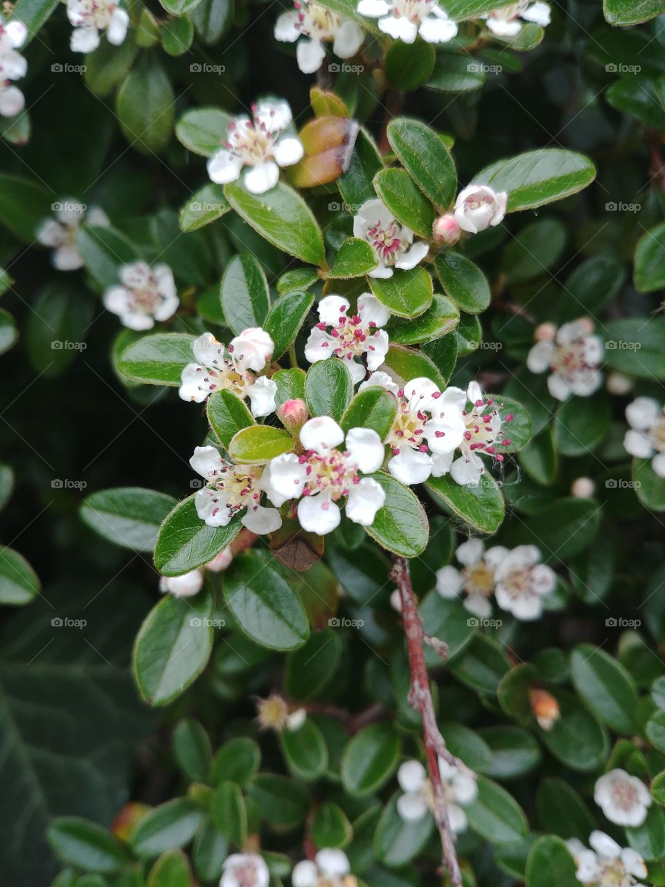 Blüten blühen blume weiß
